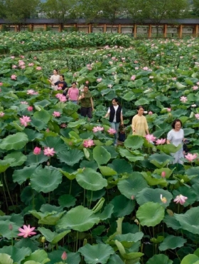 Discover Jinhua's Liucheng: A symphony of blooms, tastes, traditions
